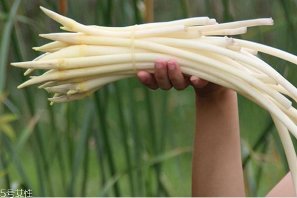 孕妇怎么吃藕尖好(孕妇可以吃藕尖吗?) 孕妇怎么吃藕尖好(孕妇可以吃藕尖吗?)
