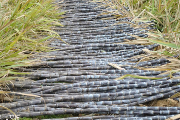 怎么挑选甘蔗(怎么挑选甘蔗好坏)