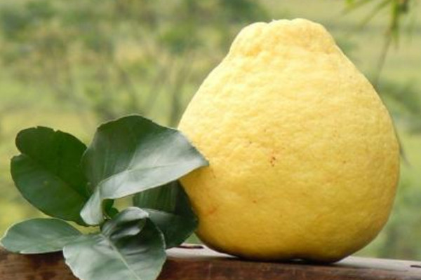 如何选沙田柚(如何选沙田柚)