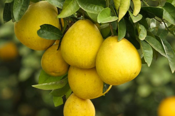 柚子的好处(柚子的好处和功效) 柚子的好处(柚子的好处和功效)