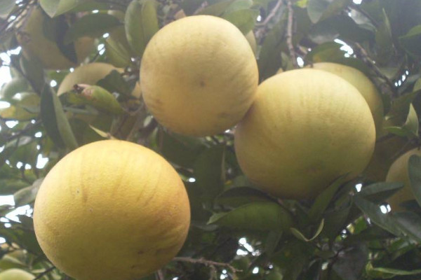 梁平柚有什么特点(梁平柚和葡萄柚的区别) 梁平柚有什么特点(梁平柚和葡萄柚的区别)