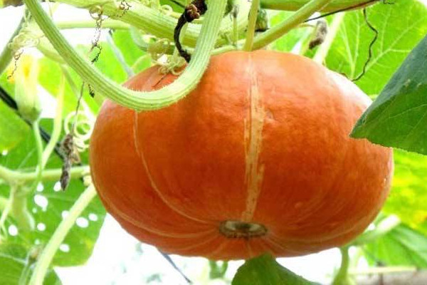 南瓜吃多的坏处(南瓜吃多的坏处)