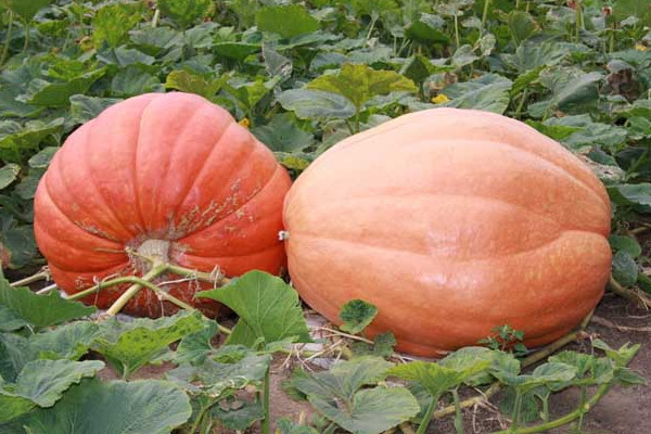 切开的南瓜怎么保存(切开的南瓜怎么保存方法)