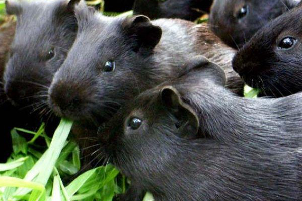 黑豚该怎么养殖(黑豚可以养殖吗)