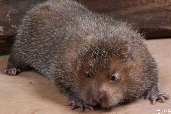 黑豚生活习性(黑豚是什么)