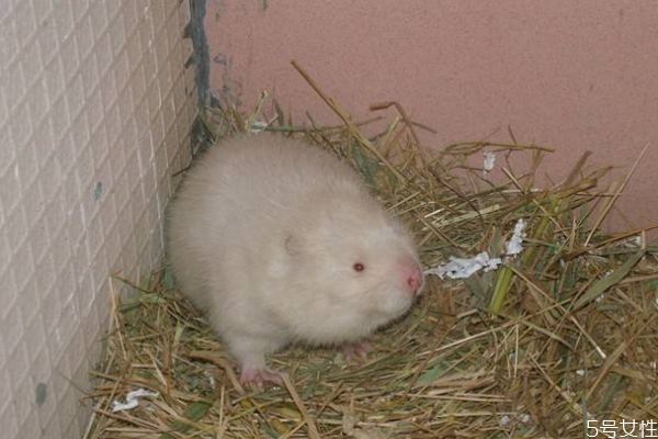 野生竹鼠和家养竹鼠区别(竹鼠属于野生动物吗) 野生竹鼠和家养竹鼠区别(竹鼠属于野生动物吗)