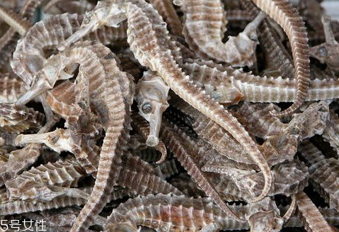 海马怎么吃(海马怎么吃效果最好)