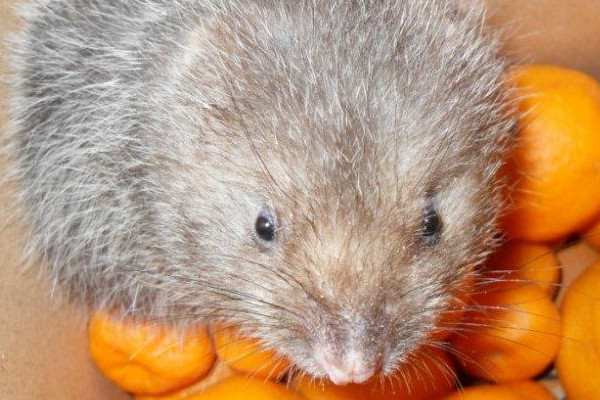 竹鼠最大能长多大(竹鼠最大能长多大) 竹鼠最大能长多大(竹鼠最大能长多大)