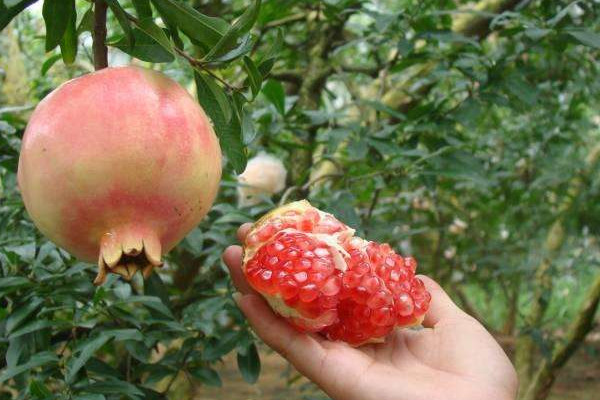 蒙自石榴为什么好吃(蒙自石榴为什么好吃) 蒙自石榴为什么好吃(蒙自石榴为什么好吃)