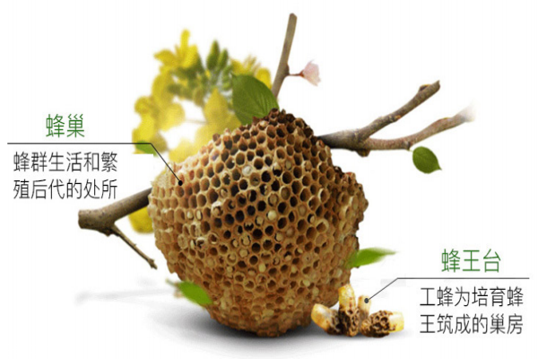 蜂王浆小知识(蜂王浆小知识)