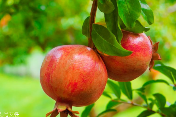 石榴小知识(石榴小知识)