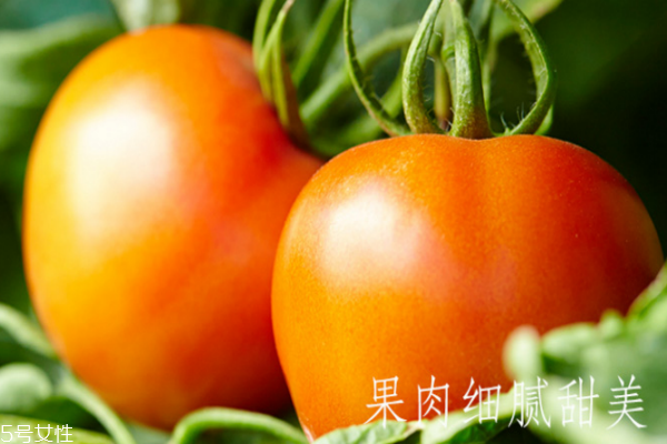 番茄禁忌搭配(番茄禁忌搭配) 番茄禁忌搭配(番茄禁忌搭配)