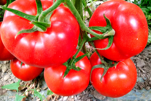 吃番茄减肥的最佳时间(番茄什么时候吃最减肥)