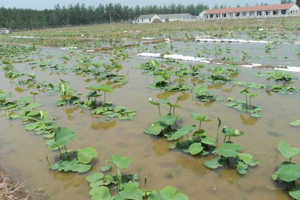 莲藕怎么种植(莲藕怎么种植简单方法藕种苗)