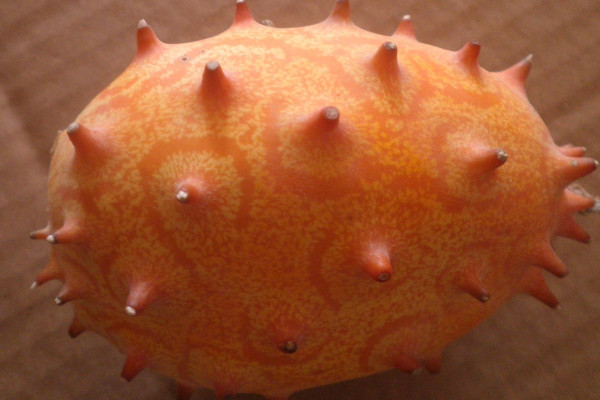 火参果是哪里产的(火参果产地)