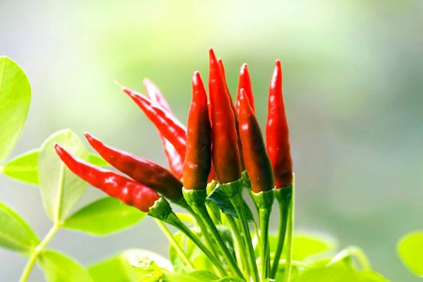 吃辣椒的好处(吃辣椒的好处和功效)