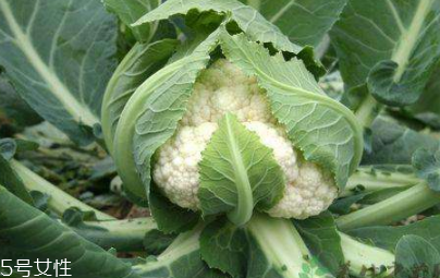 什么样的花菜利于保存(花菜的保存方法) 什么样的花菜利于保存(花菜的保存方法)