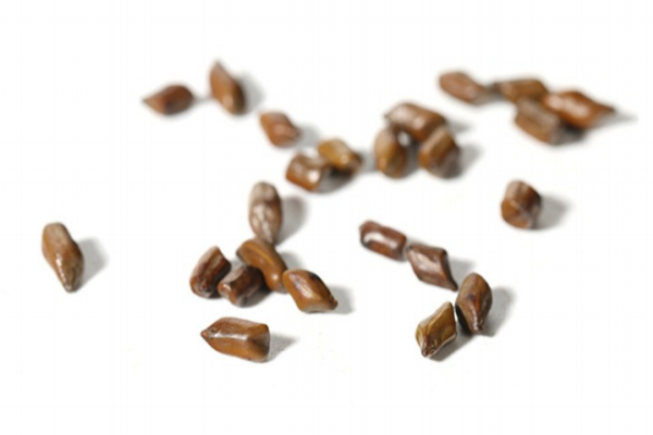 生熟决明子的用法(生决明子和熟决明子)