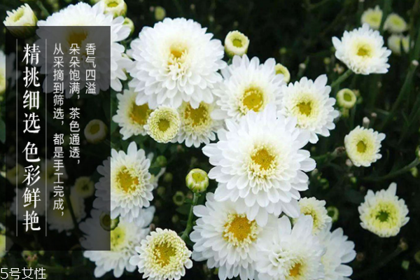 阿玛尼粉底液哪款好(阿玛尼粉底液哪款好红标和蓝标区别)