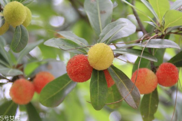 柠檬精油水的好处(柠檬精油水的好处)