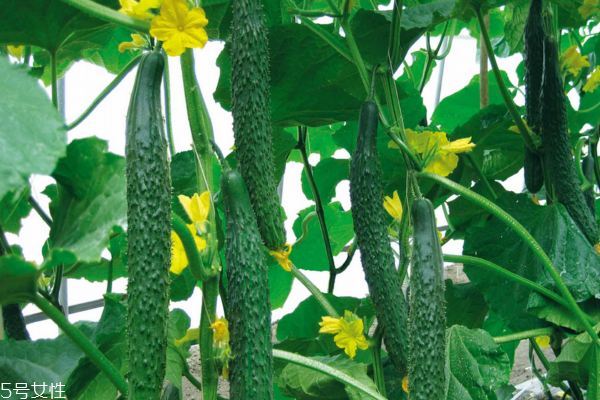 黄瓜怎么做菜(黄瓜怎么做菜好吃又简单)