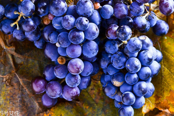 葡萄不能和人参一起吃(葡萄不能和人参一起吃)