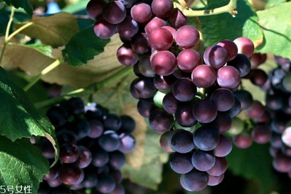 葡萄不能和海鲜一起吃(葡萄不能和海鲜一起吃吗)