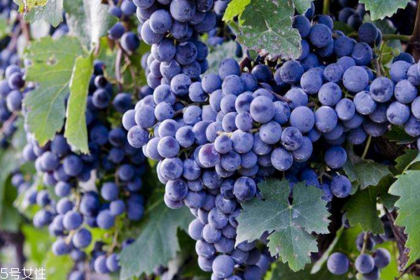 什么人不能吃葡萄(什么人不能吃葡萄柚) 什么人不能吃葡萄(什么人不能吃葡萄柚)