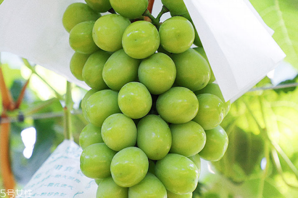 葡萄适合哪些人吃(葡萄适合哪些人吃)