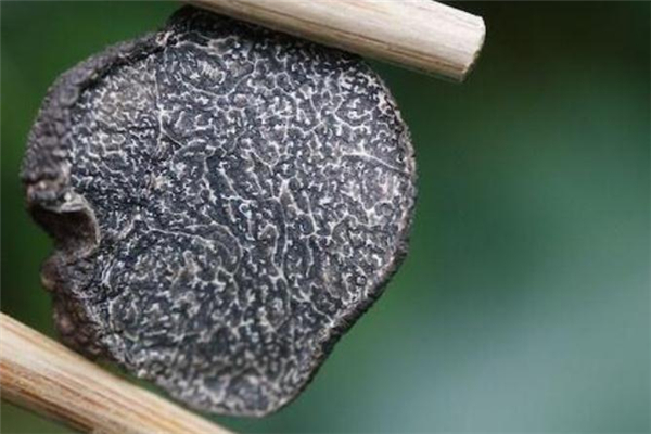 黑松露泡酒有什么好处(黑松露泡酒有什么好处) 黑松露泡酒有什么好处(黑松露泡酒有什么好处)