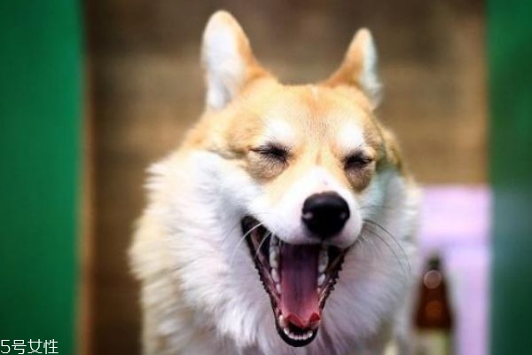 弓形虫的传播途径(弓形虫的传播途径有哪些) 弓形虫的传播途径(弓形虫的传播途径有哪些)