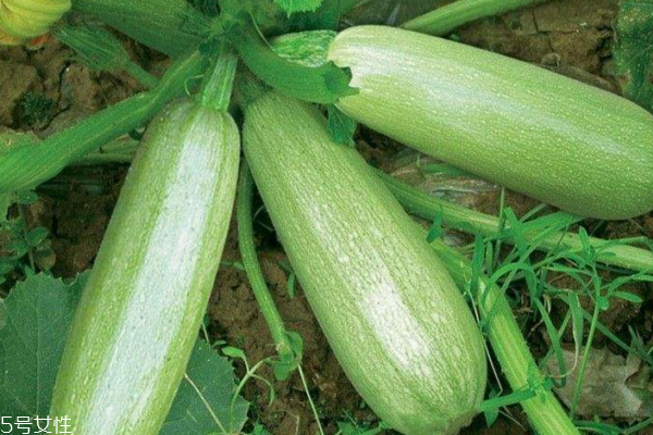 西葫芦的营养价值(西葫芦的营养价值及功效) 西葫芦的营养价值(西葫芦的营养价值及功效)