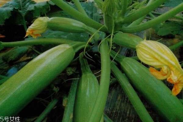 西葫芦是凉性还是热性(西葫芦是凉性还是热性的)