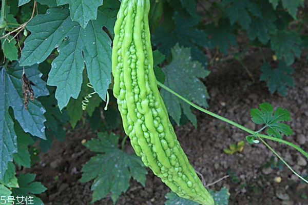 苦瓜不能和油腻食物同食(苦瓜不能和什么食物同食)