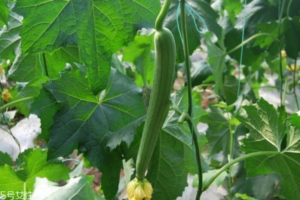 什么人不能吃丝瓜(什么人不能吃丝瓜)