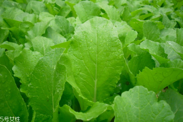 小白菜的功效和作用(小白菜的功效和作用以及营养价值)