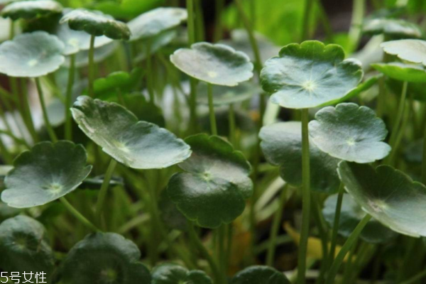 金钱草能清热利尿(金钱草有利尿作用吗)