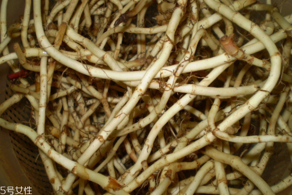 鱼腥草可以做什么菜(鱼腥草可以做什么菜) 鱼腥草可以做什么菜(鱼腥草可以做什么菜)