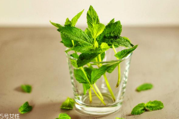 薄荷放在卧室的好处(卧室放薄荷有什么好处)