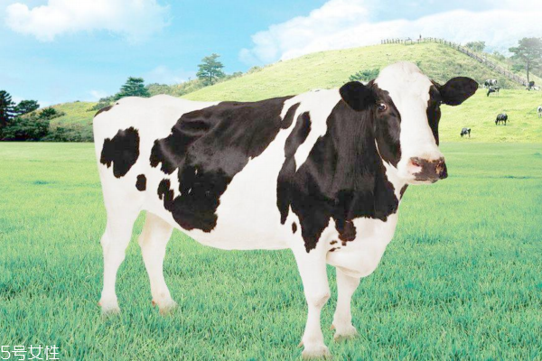 遮瑕膏和bb霜的使用技巧(遮瑕bb霜怎么使用)