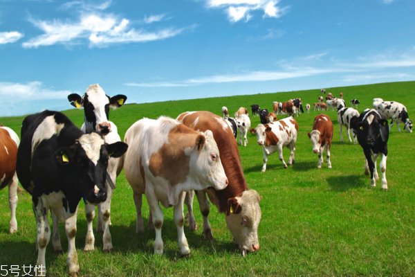 牛鞭适用食量(牛鞭一次吃多少)