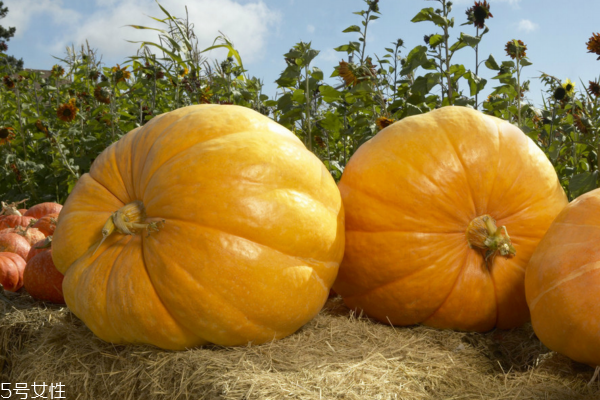 南瓜的减肥原理(南瓜减肥法)