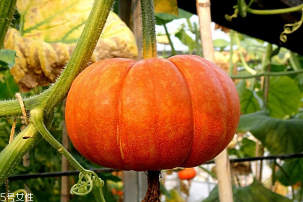 吃南瓜会长胖吗(吃南瓜会长胖吗 南瓜减肥还是增肥)