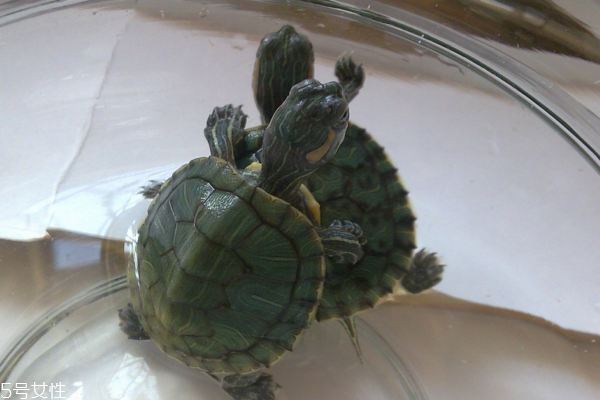 食用龟肉的注意事项(龟肉什么人不宜食用)