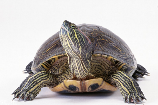 小孩喝乌龟汤的注意事项(小孩可以喝乌龟汤吗)