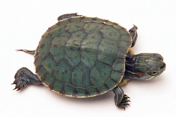 小孩可以喝乌龟汤吗(小孩可以喝乌龟汤吗)