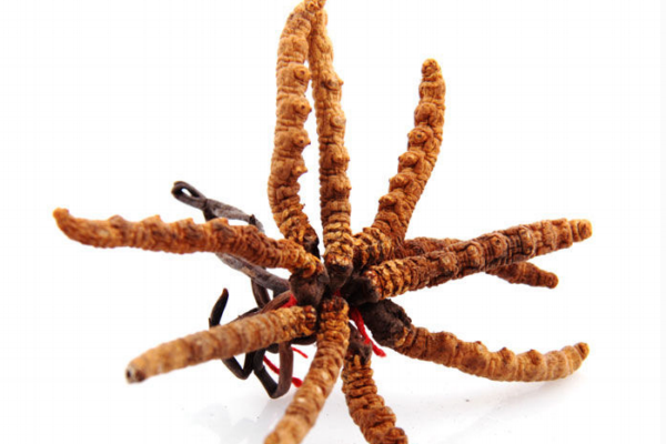 冬虫夏草小知识(冬虫夏草小知识)