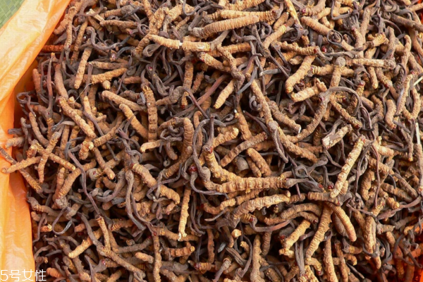 冬虫夏草小知识(冬虫夏草小知识)