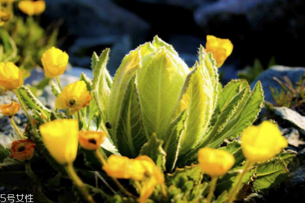 天山雪莲哪里产的(天山雪莲哪里产的)