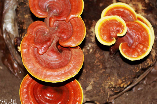 灵芝的主要成分(灵芝的主要成分是什么)